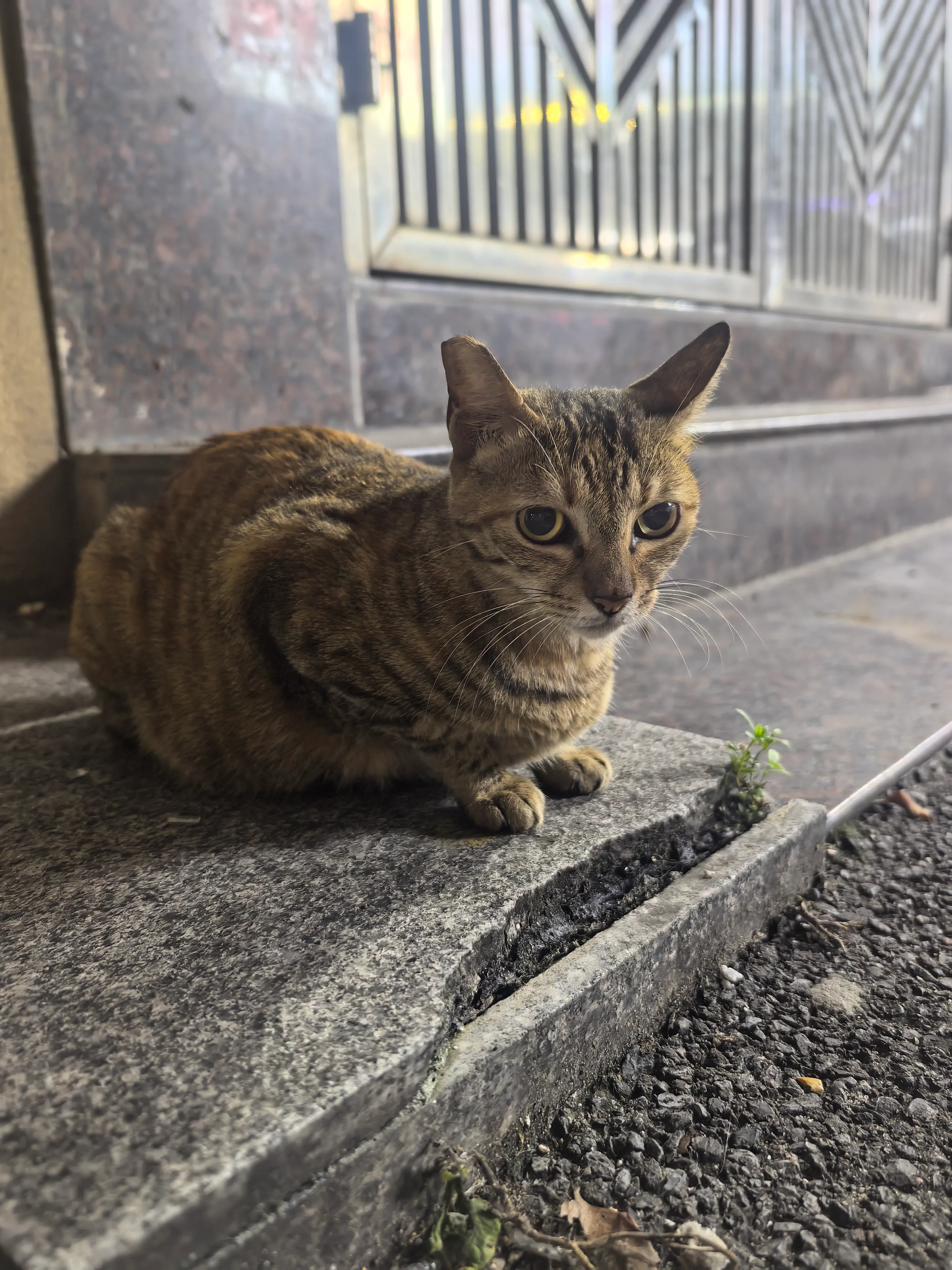 趴在石阶上的狸花猫